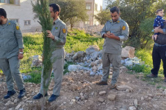نهال‌کاری راهِ سرو