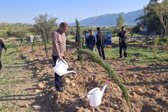 نهال‌کاری راهِ سرو