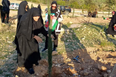 نهال‌کاری راهِ سرو